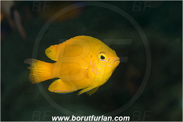Ambon, Indonesia, Pomacentrus moluccensis, Pomacentrus, Pomacentridae, Lemon damsel, Damselfish, Fish