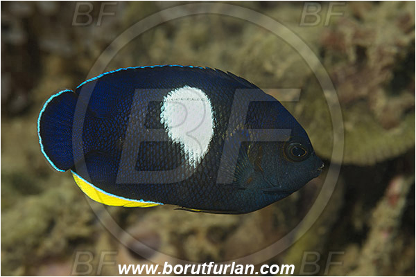 Ambon, Indonesia, Centropyge tibicen, Centropyge, Pomacanthidae, Keyhole angelfish, Angelfish, Fish