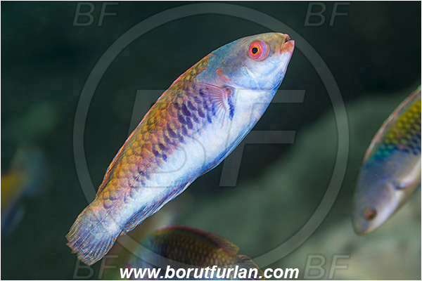 Ambon, Indonesia, Cirrhilabrus aurantidorsalis, Cirrhilabrus, Labridae, Orangeback Fairy-wrasse, Wrasse, Fish