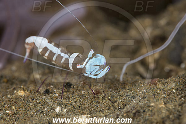 Ambon, Indonesia, Ancylomenes magnificus, Ancylomenes, Palaemonidae, Decapoda, Crustacea, Crustacean, Magnificent Anemone Shrimp, Cleaner Shrimp, Shrimp