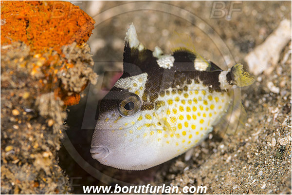 Ambon, Indonesia, Abalistes stellaris, Abalistes, Balistidae, Starry triggerfish, Triggerfish, Fish, Juvenile