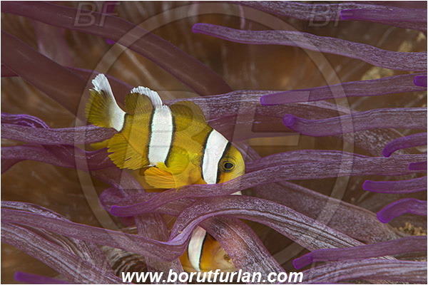 Ambon, Indonesia, Amphiprion tricinctus, Amphiprion, Pomacentridae, Three-band anemonefish, Anemonefish, Three-band clownfish, Clownfish, Fish