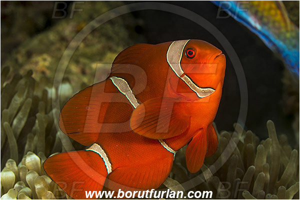 Ambon, Indonesia, Premnas biaculeatus, Premnas, Pomacentridae, Maroon Clownfish, Spine-Cheek Clownfish, Anemonefish, Clownfish, Fish