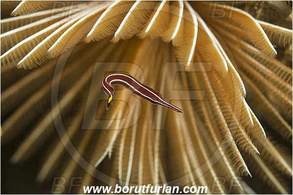 Ambon, Indonesia, Diademichthys lineatus, Diademichthys, Gobiesocidae, Yellow Stripe Clingfish, Clingfish, Fish