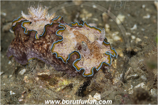 Ambon, Indonesia, Glossodoris cincta, Glossodoris, Chromodorididae, Girdled Glossodoris, Nudibranch, Sea slug, Gastropoda, Mollusca, Mollusc
