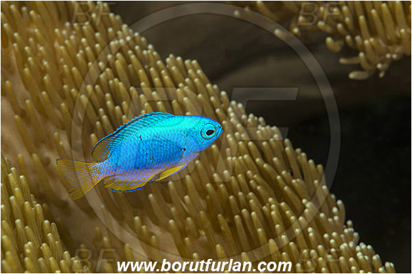 Ambon, Indonesia, Pomacentrus coelestis, Pomacentrus, Pomacentridae, Neon damselfish, Damselfish, Fish