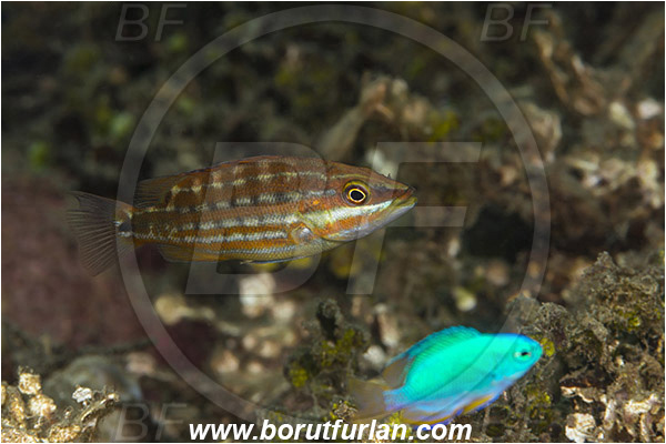 Ambon, Indonesia, Lutjanus decussatus, Lutjanus, Lutjanidae, Checkered snapper, Snapper, Fish