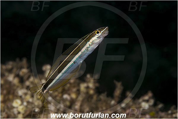 Ambon, Indonesia, Plagiotremus rhinorhynchos, Plagiotremus, Blenniidae, Bluestriped fangblenny, Blenny, Fish