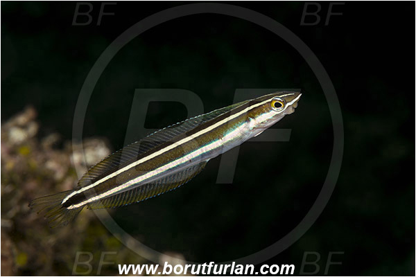 Ambon, Indonesia, Plagiotremus rhinorhynchos, Plagiotremus, Blenniidae, Bluestriped fangblenny, Blenny, Fish