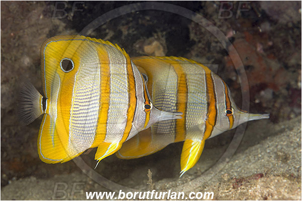 Tebolon, Flores, Indonesia, Chelmon rostratus, Chelmon, Chaetodontidae, Copperband butterflyfish, Butterflyfish, Fish