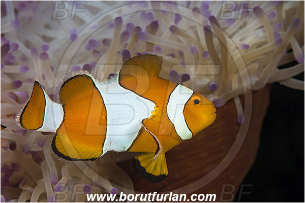 Tebolon, Flores, Indonesia, Amphiprion ocellaris, Amphiprion, Pomacentridae, False Anemonefish, Anemonefish, Clownfish, Fish