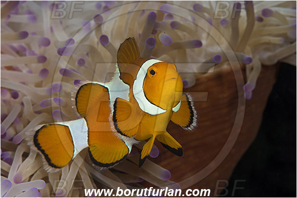 Tebolon, Flores, Indonesia, Amphiprion ocellaris, Amphiprion, Pomacentridae, False Anemonefish, Anemonefish, Clownfish, Fish