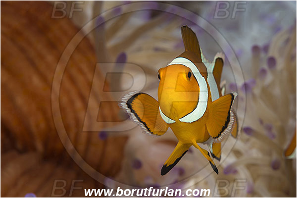 Tebolon, Flores, Indonesia, Amphiprion ocellaris, Amphiprion, Pomacentridae, False Anemonefish, Anemonefish, Clownfish, Fish