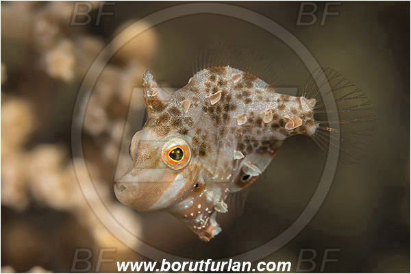 Tebolon, Flores, Indonesia, Rudarius minutus, Rudarius, Monacanthidae, Minute leatherjacket, Filefish, Fish