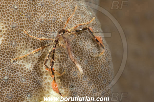 Tebolon, Flores, Indonesia, Achaeus sp., Inachidae, Decapoda, Crustacea, Crustacean, Spider Crab, Crab, Feeding