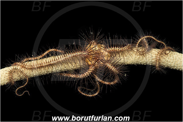 Tebolon, Flores, Indonesia, Ophiotrichidae, Brittlestar, Ophiuroidea, Echinodermata, Echinoderm, Unidentified