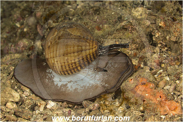 Tebolon, Flores, Indonesia, Tonna canaliculata, Tonna, Tonnidae, Channeled tun snail, Sea snail, Gastropoda, Mollusca, Mollusc