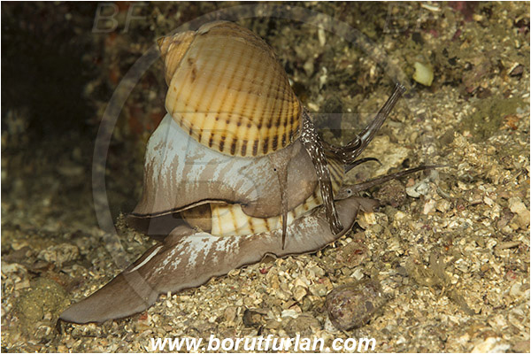 Tebolon, Flores, Indonesia, Tonna canaliculata, Tonna, Tonnidae, Channeled tun snail, Sea snail, Gastropoda, Mollusca, Mollusc