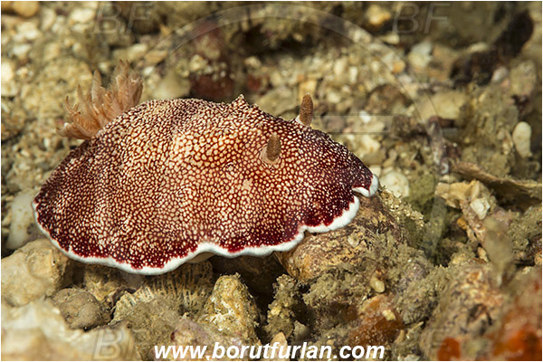 Tebolon, Flores, Indonesia, Goniobranchus reticulatus, Goniobranchus, Chromodorididae, Red Reticulate Nudibranch, Nudibranch, Sea slug, Gastropoda, Mollusca, Mollusc