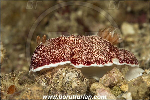 Tebolon, Flores, Indonesia, Goniobranchus reticulatus, Goniobranchus, Chromodorididae, Red Reticulate Nudibranch, Nudibranch, Sea slug, Gastropoda, Mollusca, Mollusc
