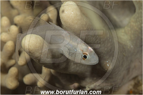 Tebolon, Flores, Indonesia, Gobiidae, Goby, Fish, Unidentified