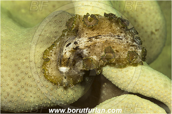 Tebolon, Flores, Indonesia, Pseudobiceros sp., Pseudobiceros, Pseudocerotidae, Flatworm, Platyhelminthes