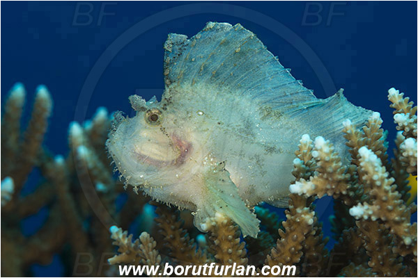 Komodo, Indonesia, Taenianotus triacanthus, Taenianotus, Scorpaenidae, Leaf Scorpionfish, Scorpionfish, Fish