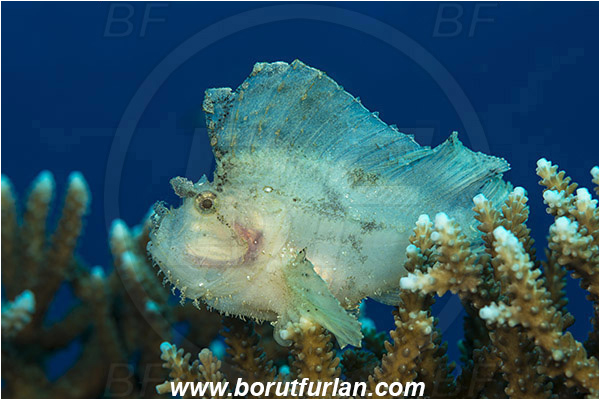 Komodo, Indonesia, Taenianotus triacanthus, Taenianotus, Scorpaenidae, Leaf Scorpionfish, Scorpionfish, Fish