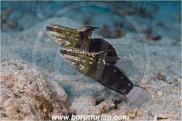 Komodo, Indonesia, Amblygobius phalaena, Amblygobius, Gobiidae, Whitebarred Goby, Goby, Fish