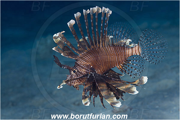 Komodo, Indonesia, Pterois volitans, Pterois, Scorpaenidae, Red lionfish, Lionfish, Fish, Reef