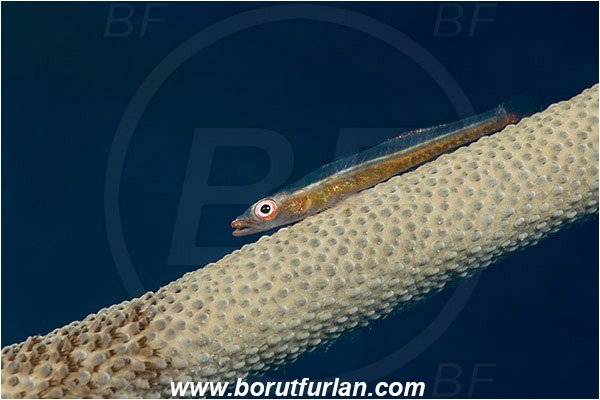 Komodo, Indonesia, Pleurosicya sp.a, Pleurosicya, Gobiidae, Ghost goby, Goby, Fish