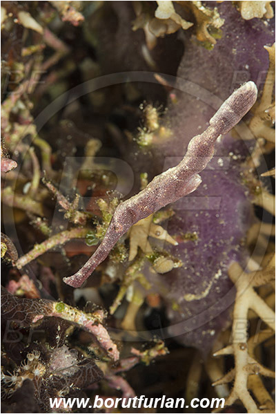 Komodo, Indonesia, Solenostomus sp., Solenostomus, Solenostomidae, Velvet Ghost Pipefish, Ghost Pipefish, Fish