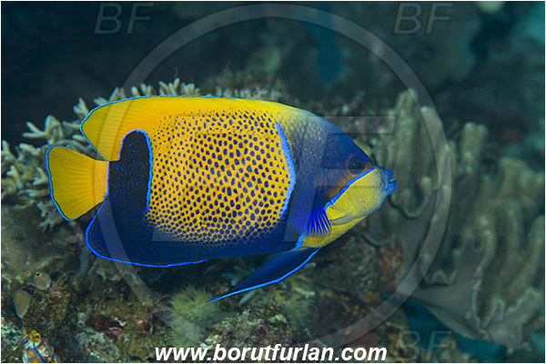Komodo, Indonesia, Pomacanthus navarchus, Pomacanthus, Pomacanthidae, Blue Girdled Angelfish, Angelfish, Fish