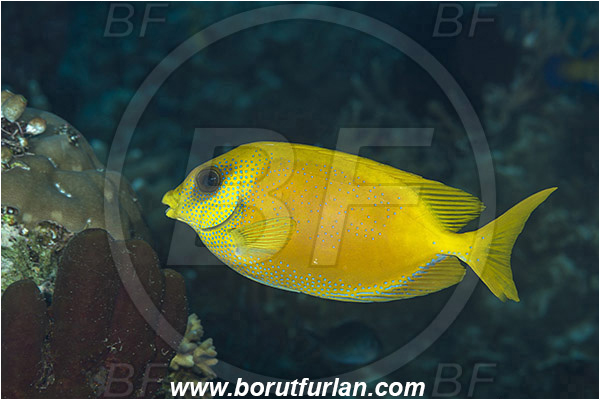 Komodo, Indonesia, Siganus corallinus, Siganus, Siganidae, Spinefoot, Blue-spotted spinefoot, Blue-spotted Rabbitfish, Rabbitfish, Fish