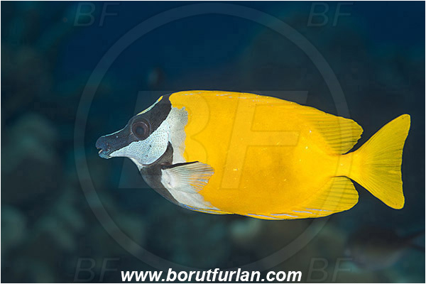 Komodo, Indonesia, Siganus vulpinus, Siganus, Siganidae, Spinefoot, Foxface rabbitfish, Rabbitfish, Fish