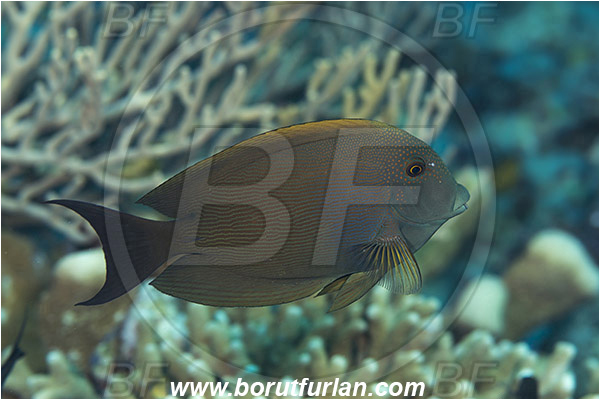 Komodo, Indonesia, Ctenochaetus striatus, Ctenochaetus, Acanthuridae, Striated surgeonfish, Surgeonfish, Fish