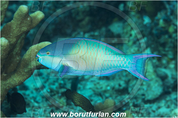 Komodo, Indonesia, Scarus rubroviolaceus, Scarus forsteni, Bluepatch Parrotfish, Forsten