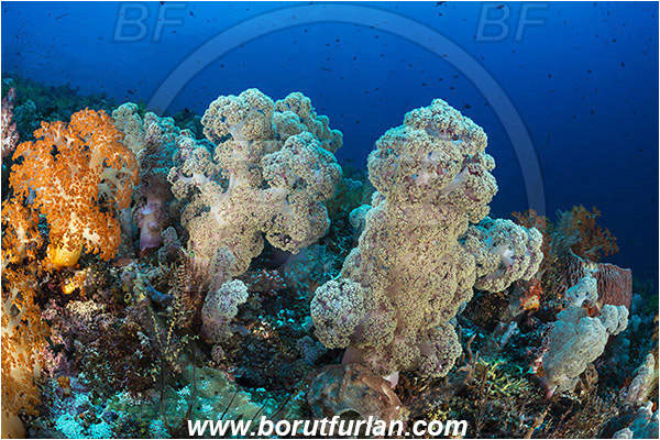 Komodo, Indonesia, Dendronephthya sp., Dendronephthya, Nephtheidae, Soft coral, Coral, Anthozoa, Cnidaria, Cnidarian, Reef