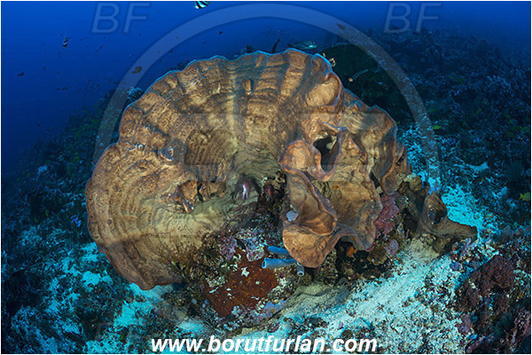 Komodo, Indonesia, Diacarnus sp., Diacarnus, Podospongiidae, Sponge, Porifera, Reef