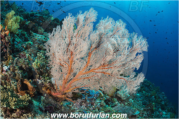 Komodo, Indonesia, Melithaea sp., Melithaea, Melithaeidae, Sea fan, Coral, Cnidaria, Cnidarian, Reef