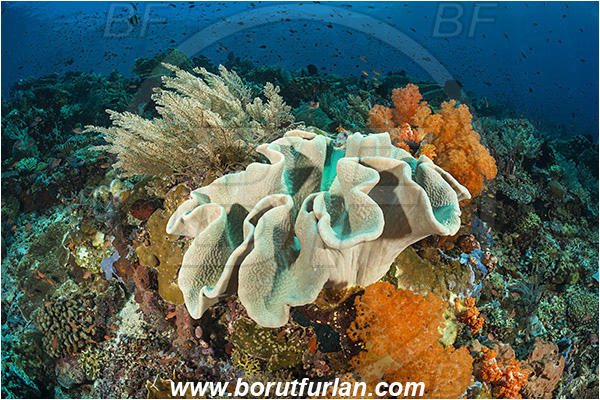 Komodo, Indonesia, Sarcophyton sp., Sarcophyton, Alcyoniidae, Anthozoa, Cnidaria, Cnidarian, Mushroom Leather Coral, Leather Coral, Coral, Reef