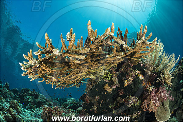 Komodo, Indonesia, Acropora robusta, Acropora, Acroporidae, Hard Coral, Coral, Anthozoa, Cnidaria, Cnidarian, Reef