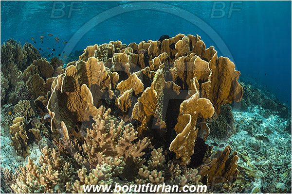 Komodo, Indonesia, Echinopora sp., Echinopora, Merulinidae, Hard Coral, Coral, Anthozoa, Cnidaria, Cnidarian, Reef