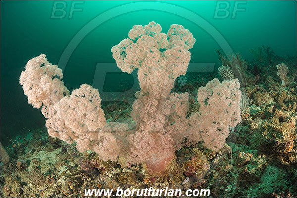 Padar, Komodo, Indonesia, Dendronephthya sp., Dendronephthya, Nephtheidae, Soft coral, Coral, Anthozoa, Cnidaria, Cnidarian, Reef