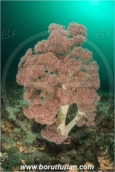 Padar, Komodo, Indonesia, Dendronephthya sp., Dendronephthya, Nephtheidae, Soft coral, Coral, Anthozoa, Cnidaria, Cnidarian, Reef