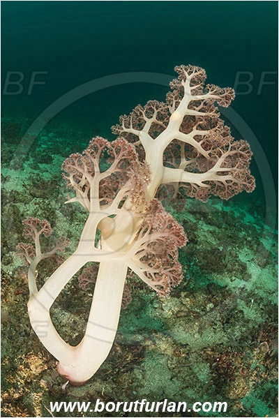 Padar, Komodo, Indonesia, Dendronephthya sp., Dendronephthya, Nephtheidae, Soft coral, Coral, Anthozoa, Cnidaria, Cnidarian, Reef