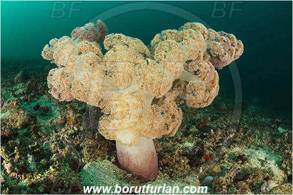 Padar, Komodo, Indonesia, Dendronephthya sp., Dendronephthya, Nephtheidae, Soft coral, Coral, Anthozoa, Cnidaria, Cnidarian, Reef