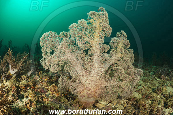 Padar, Komodo, Indonesia, Dendronephthya sp., Dendronephthya, Nephtheidae, Soft coral, Coral, Anthozoa, Cnidaria, Cnidarian, Reef