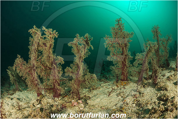 Padar, Komodo, Indonesia, Dendronephthya sp., Dendronephthya, Nephtheidae, Soft coral, Coral, Anthozoa, Cnidaria, Cnidarian, Sand