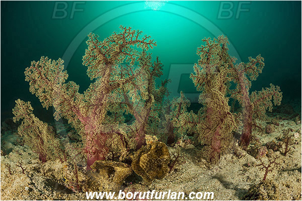 Padar, Komodo, Indonesia, Dendronephthya sp., Dendronephthya, Nephtheidae, Soft coral, Coral, Anthozoa, Cnidaria, Cnidarian, Sand